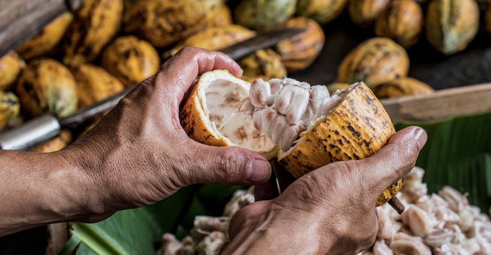 Des fèves de cacao
