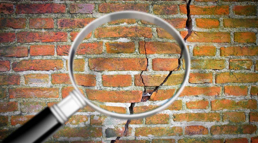 lupa en una pared