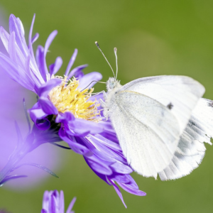 Un insecte posé sur une fleur