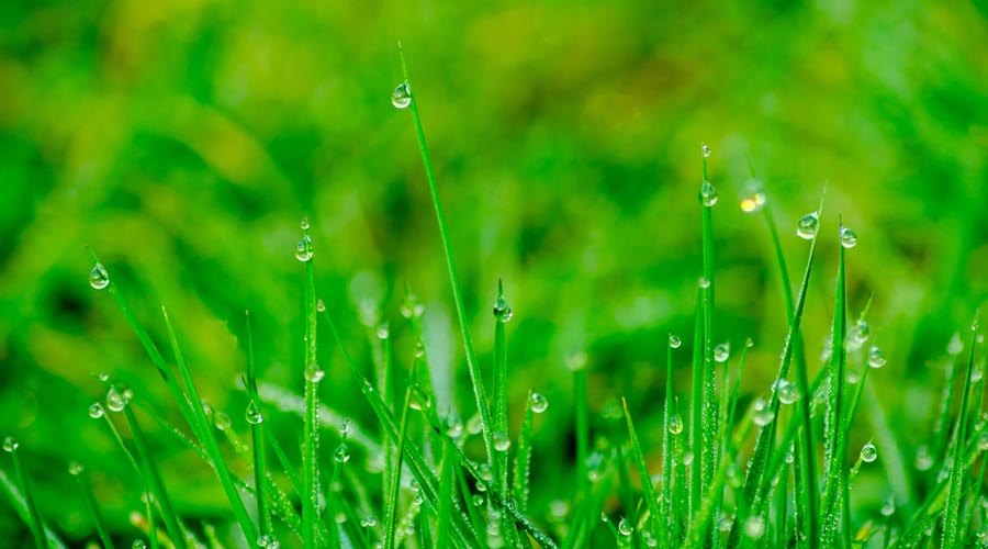 green grass